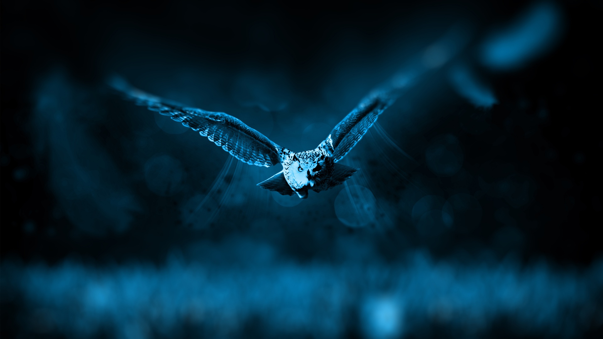 Wallpaper Owl Hunt Fly Night Predator - Owl Hd - HD Wallpaper 
