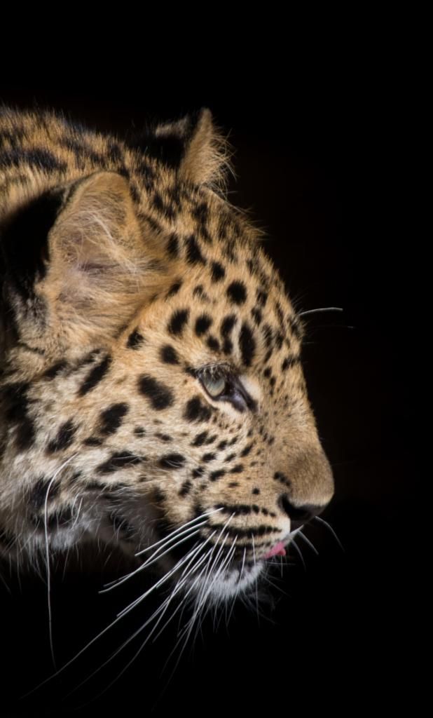 Iphone 8 Wallpaper Leopard - HD Wallpaper 