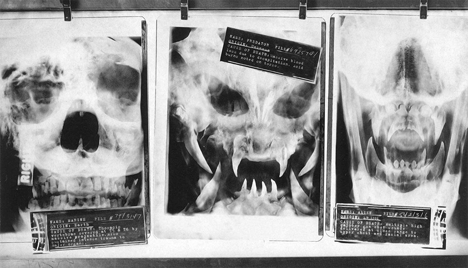 Alien Vs Predator X Ray - HD Wallpaper 