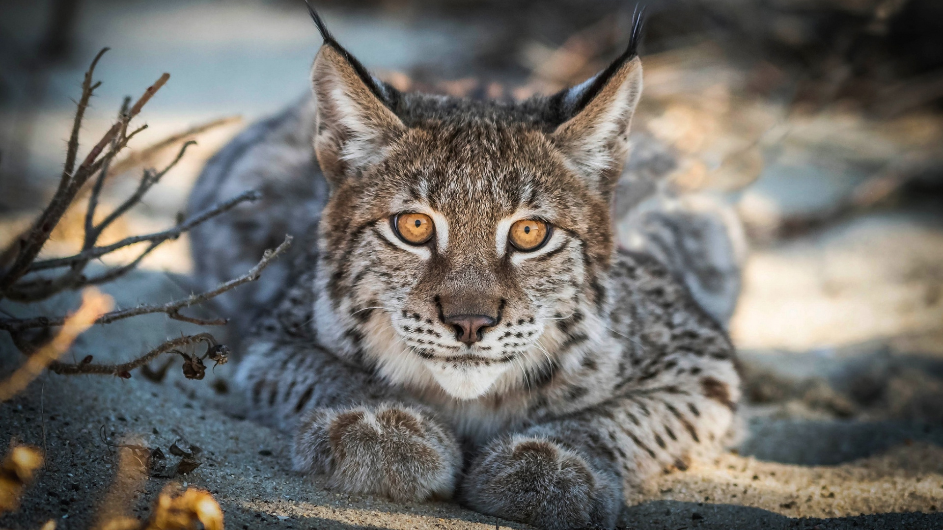 Wild Cat Close Up - HD Wallpaper 