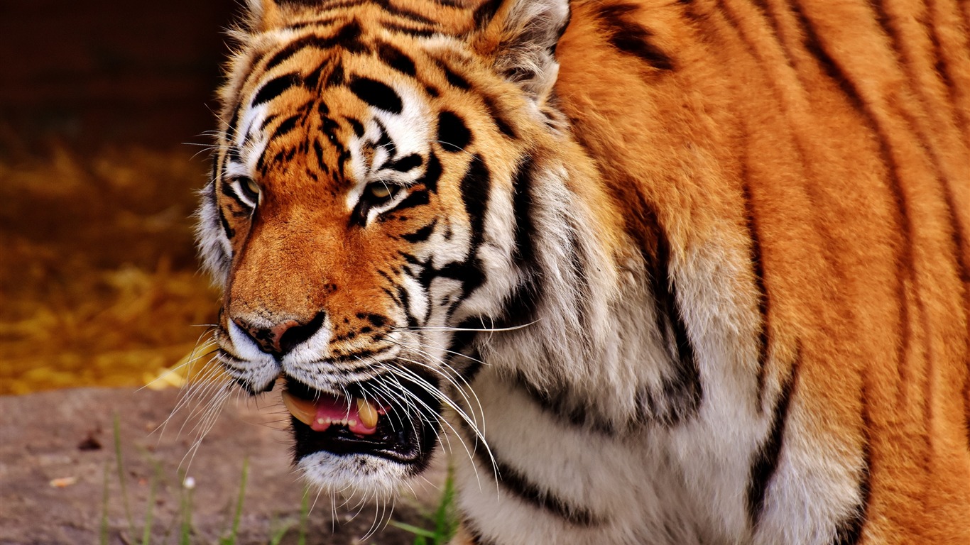 Depredador Del Gato Grande Del Tigre Animal Wallpaper - Tiger - HD Wallpaper 