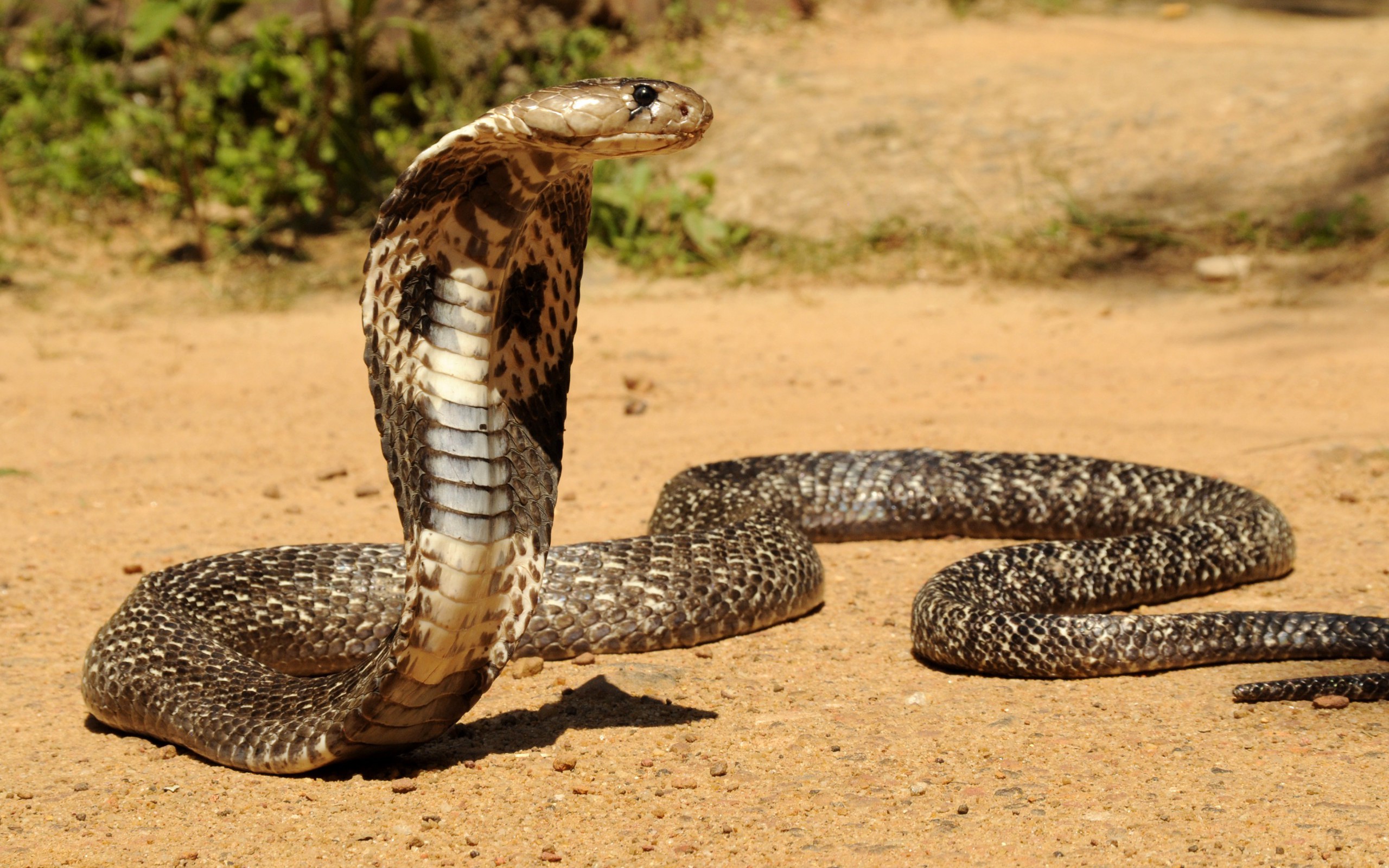 Reptil Serpiente Serpientes Wallpaper Cobra Depredador - Full Hd Snake - HD Wallpaper 
