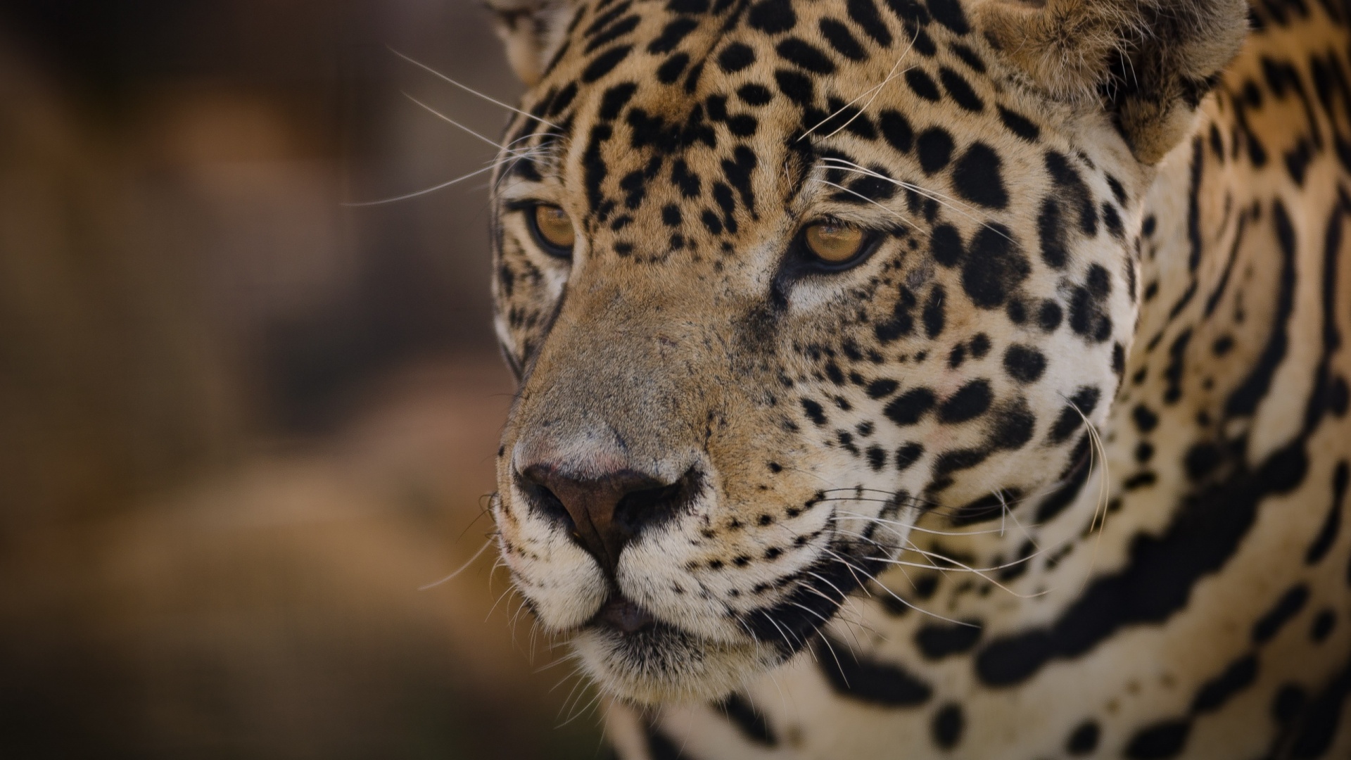 Jaguar Hd Pic 1080p - HD Wallpaper 