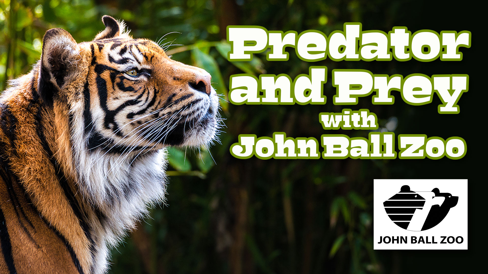 Tiger - HD Wallpaper 