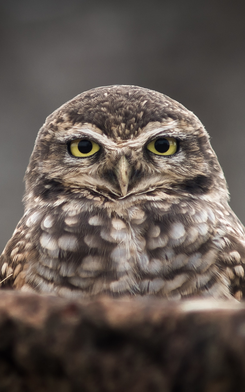 Mobile Phone - HD Wallpaper 