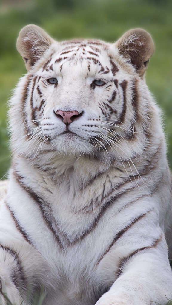 Tiger Wallpaper Hd Full Download - HD Wallpaper 