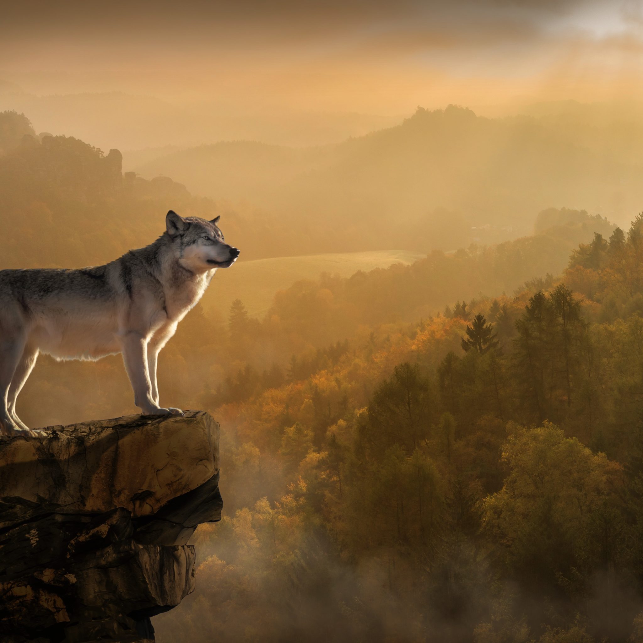 2 Wolf On Rock - HD Wallpaper 