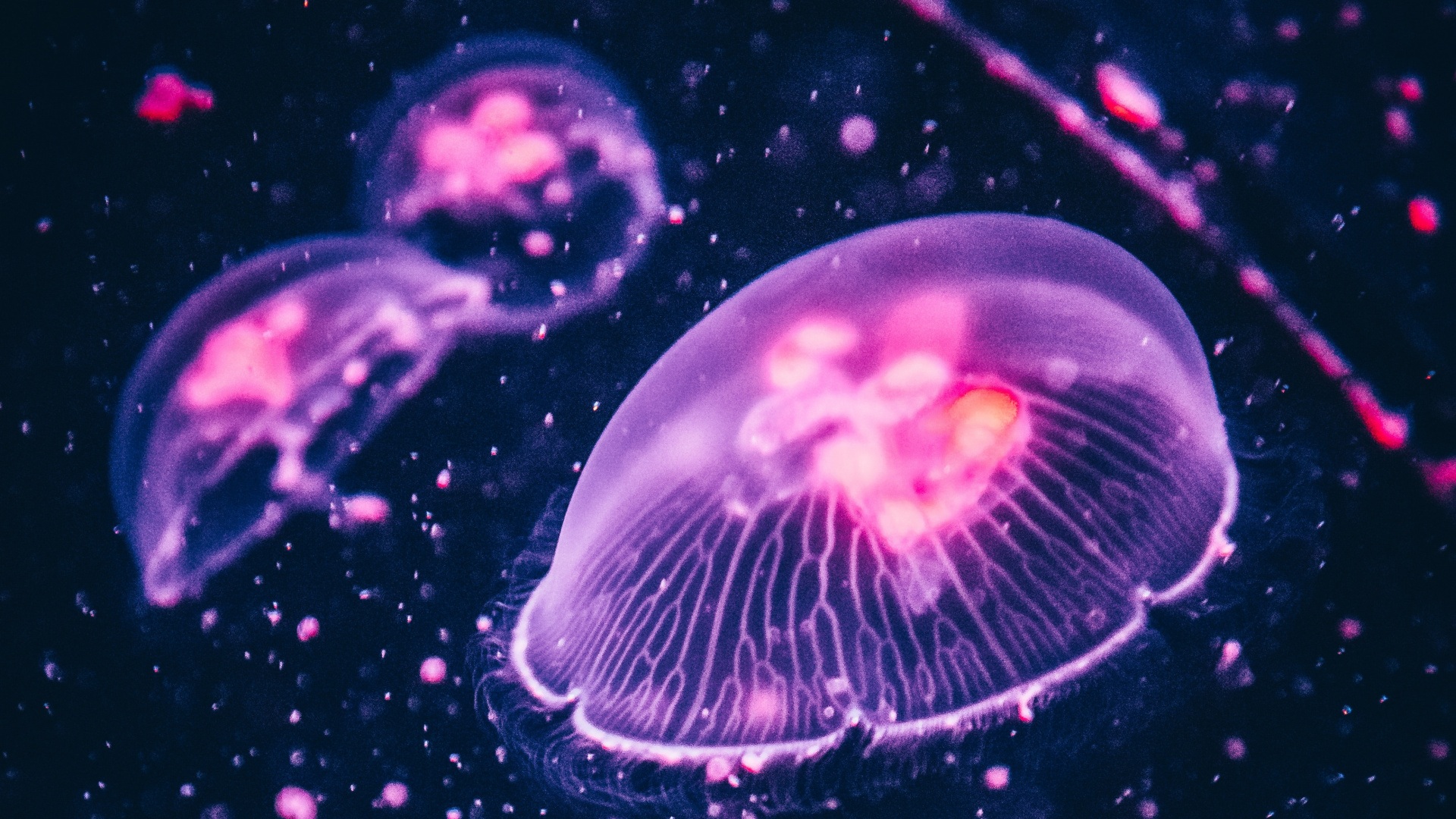 Ultra Jellyfish Wallpaper Hd - HD Wallpaper 