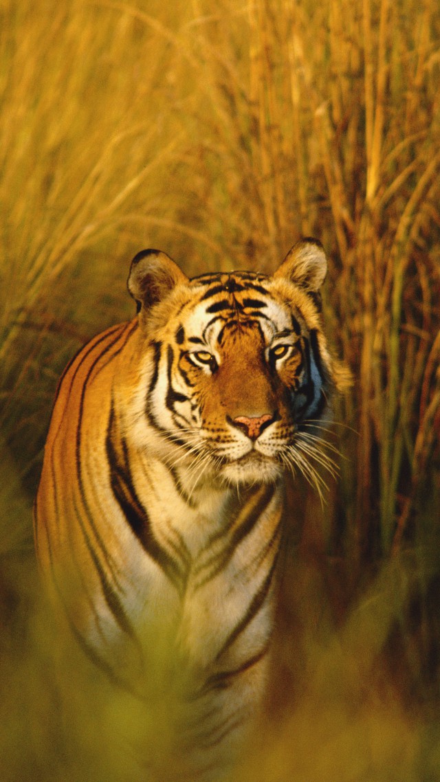 Bengal Tiger, National Geographic, Tiger, Hunter, Predator - Bengal Tiger Iphone - HD Wallpaper 