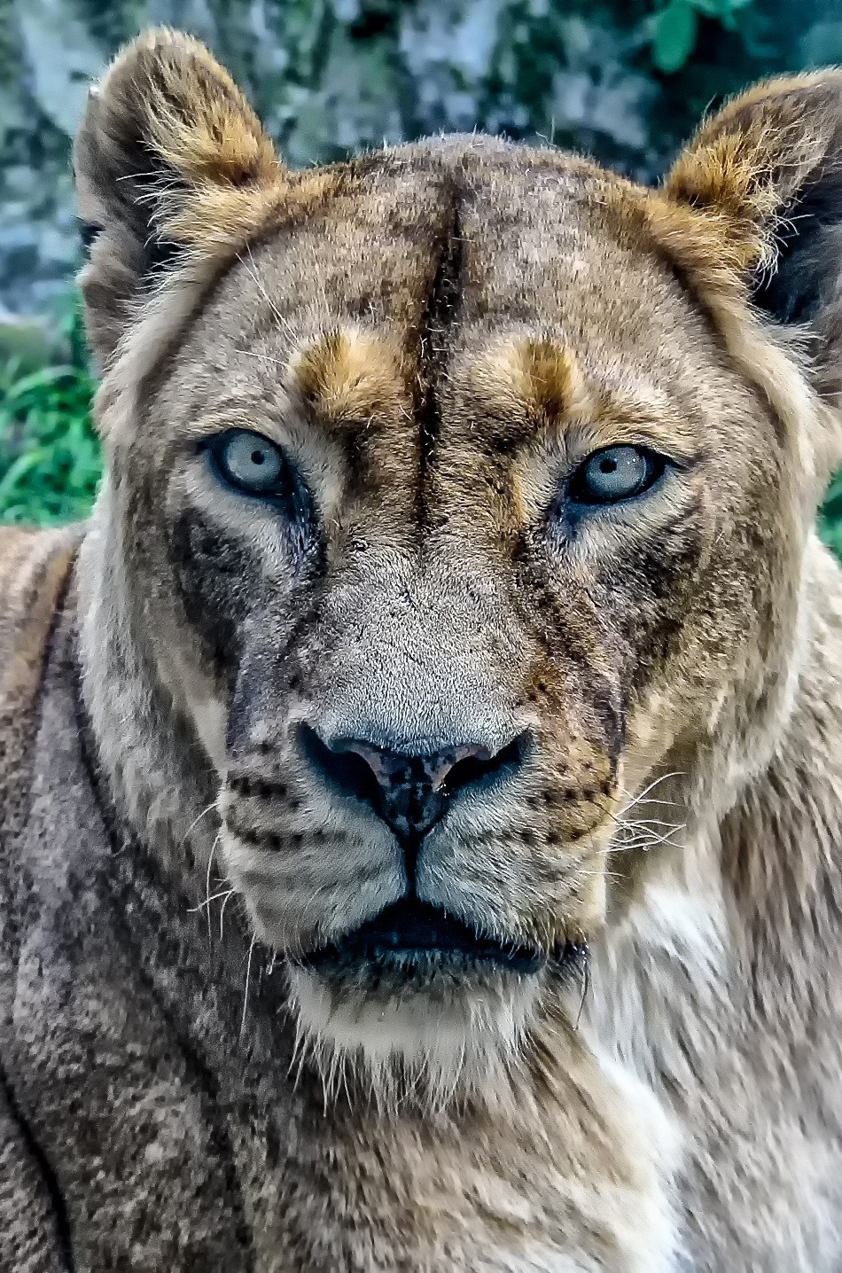 Lioness, Predator, Animal, Wallpaper - Animal - HD Wallpaper 