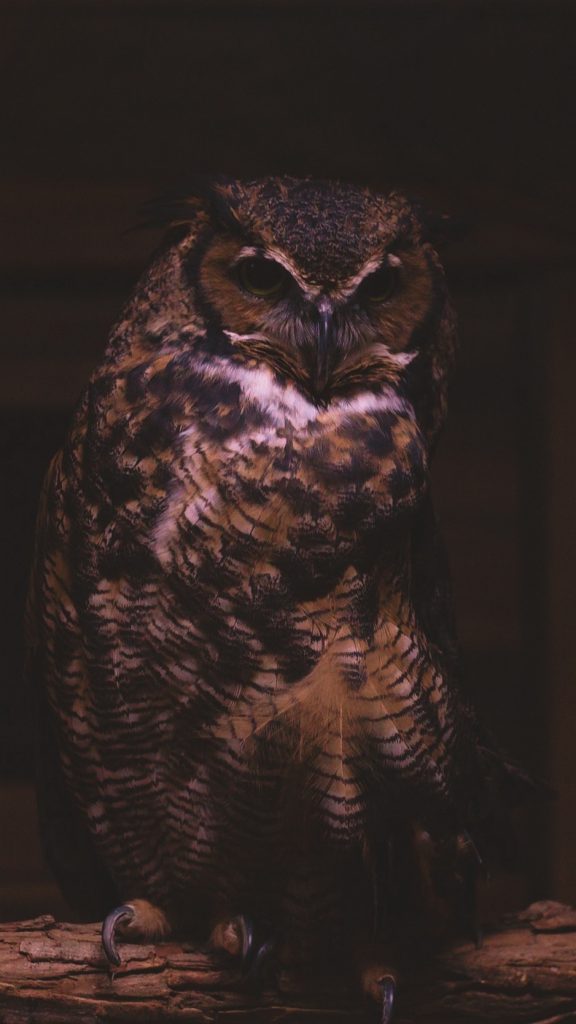 Owls Dark - HD Wallpaper 