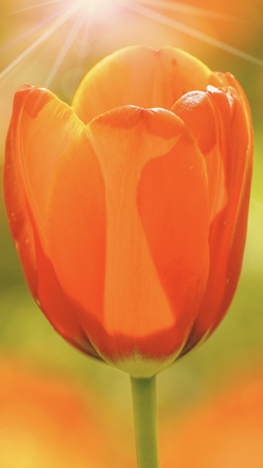 Sprenger's Tulip - HD Wallpaper 