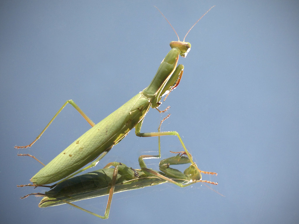 Mantidae - HD Wallpaper 