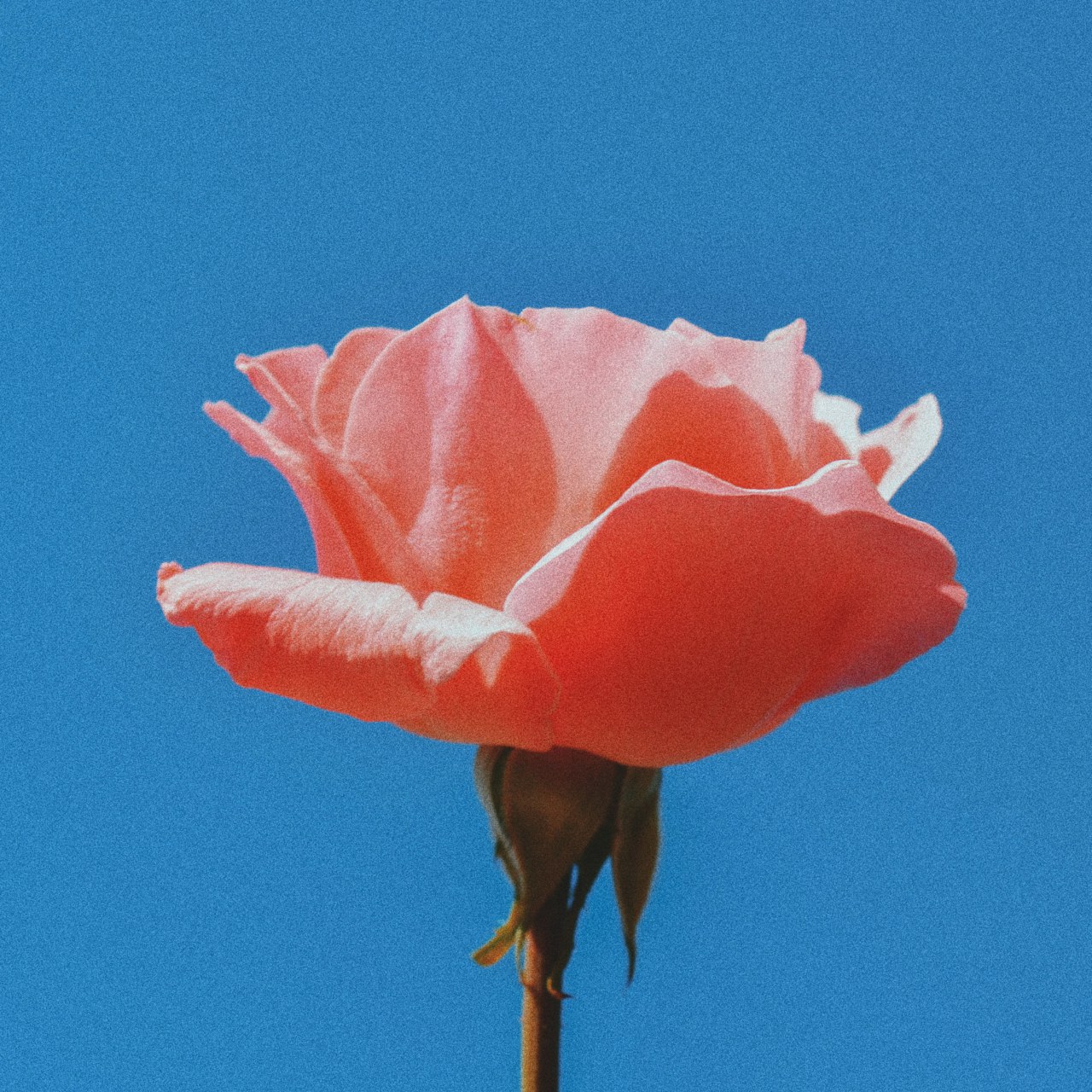 Aesthetic Still Life Photography - HD Wallpaper 
