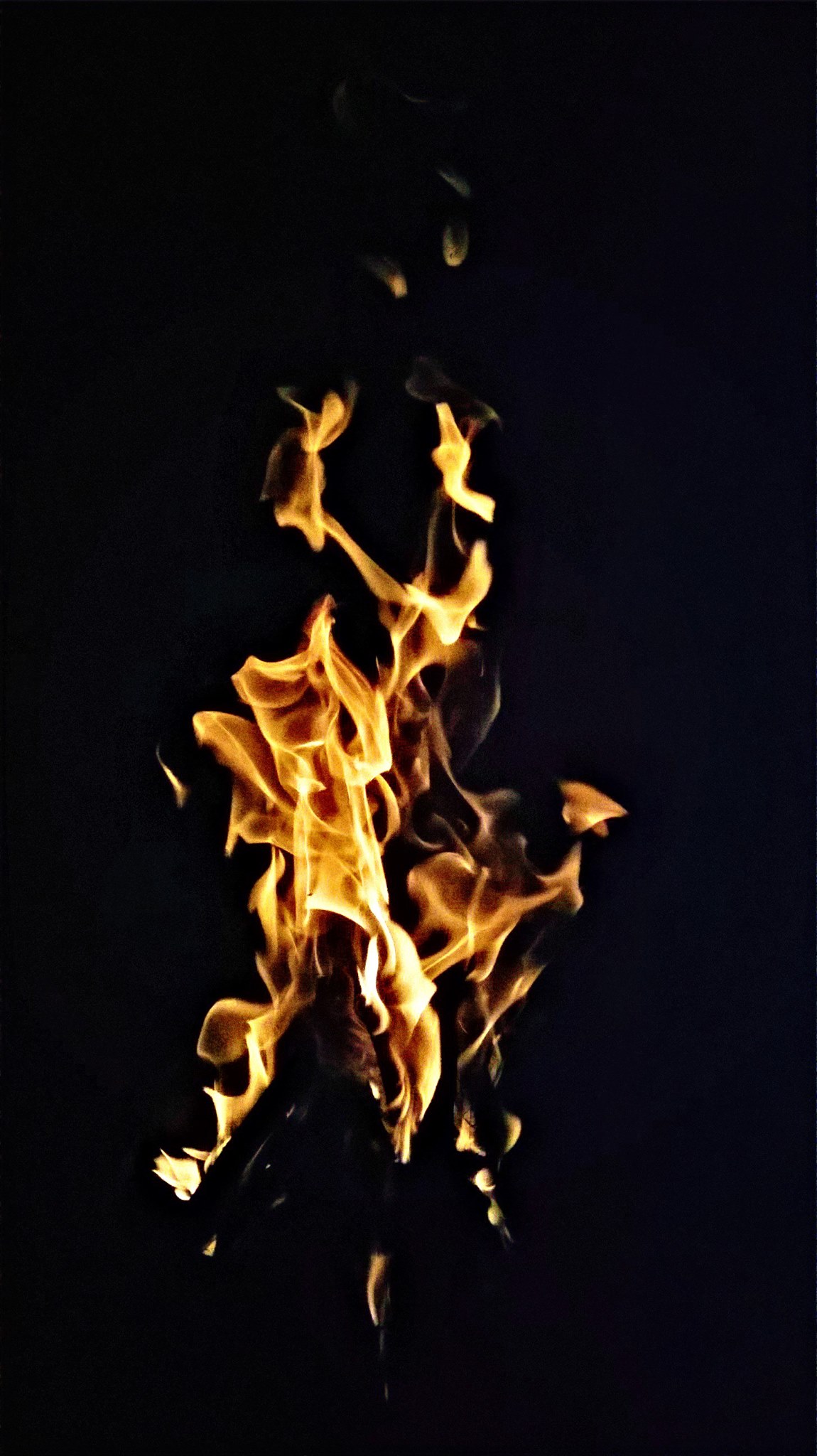 Photos From Microsoft Lumia 535 - Macro Photography - 1150x2048 Wallpaper - Photos From Microsoft Lumia 535 - Macro Photography - 1150x2048 Wallpaper -