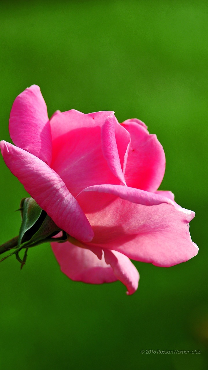 Microsoft Lumia 640 Lte Background - Mobile Phone - HD Wallpaper 