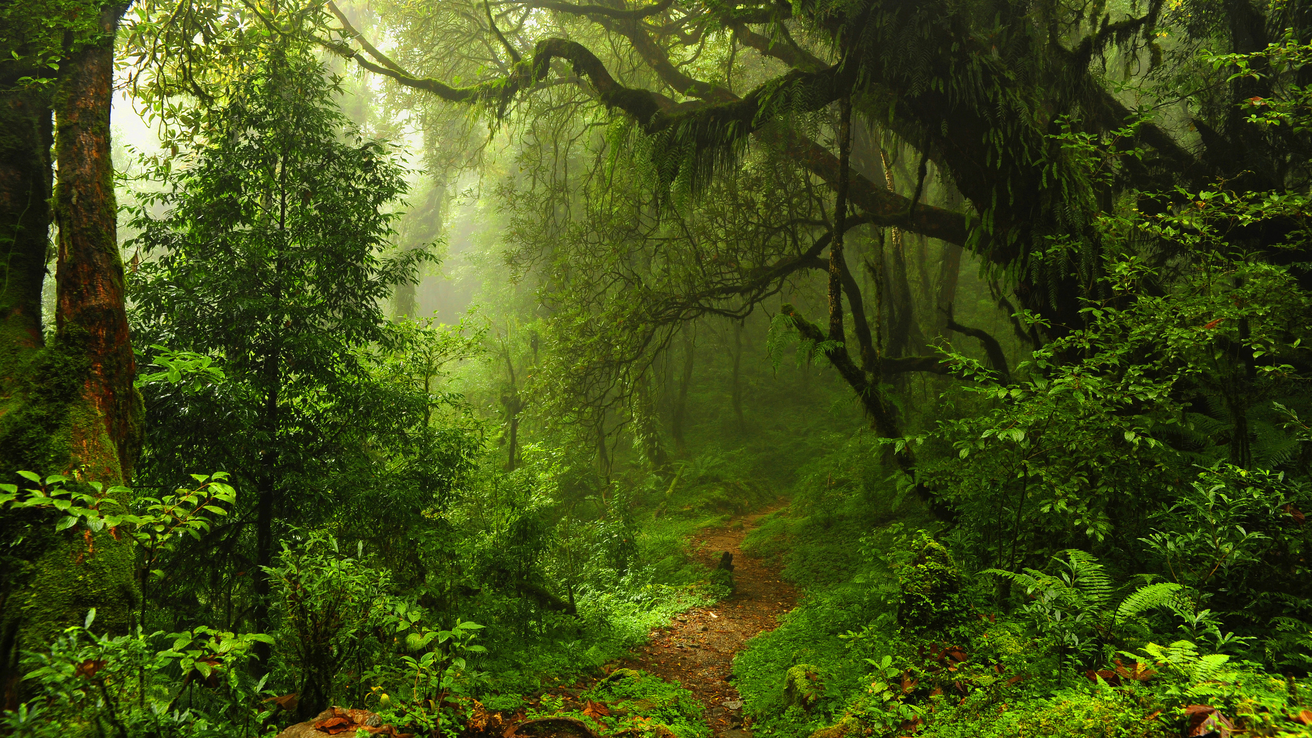Trees, Trail, Leaves, Thicket, Thickets, Forest, Jungle - Humid Tropical - HD Wallpaper 