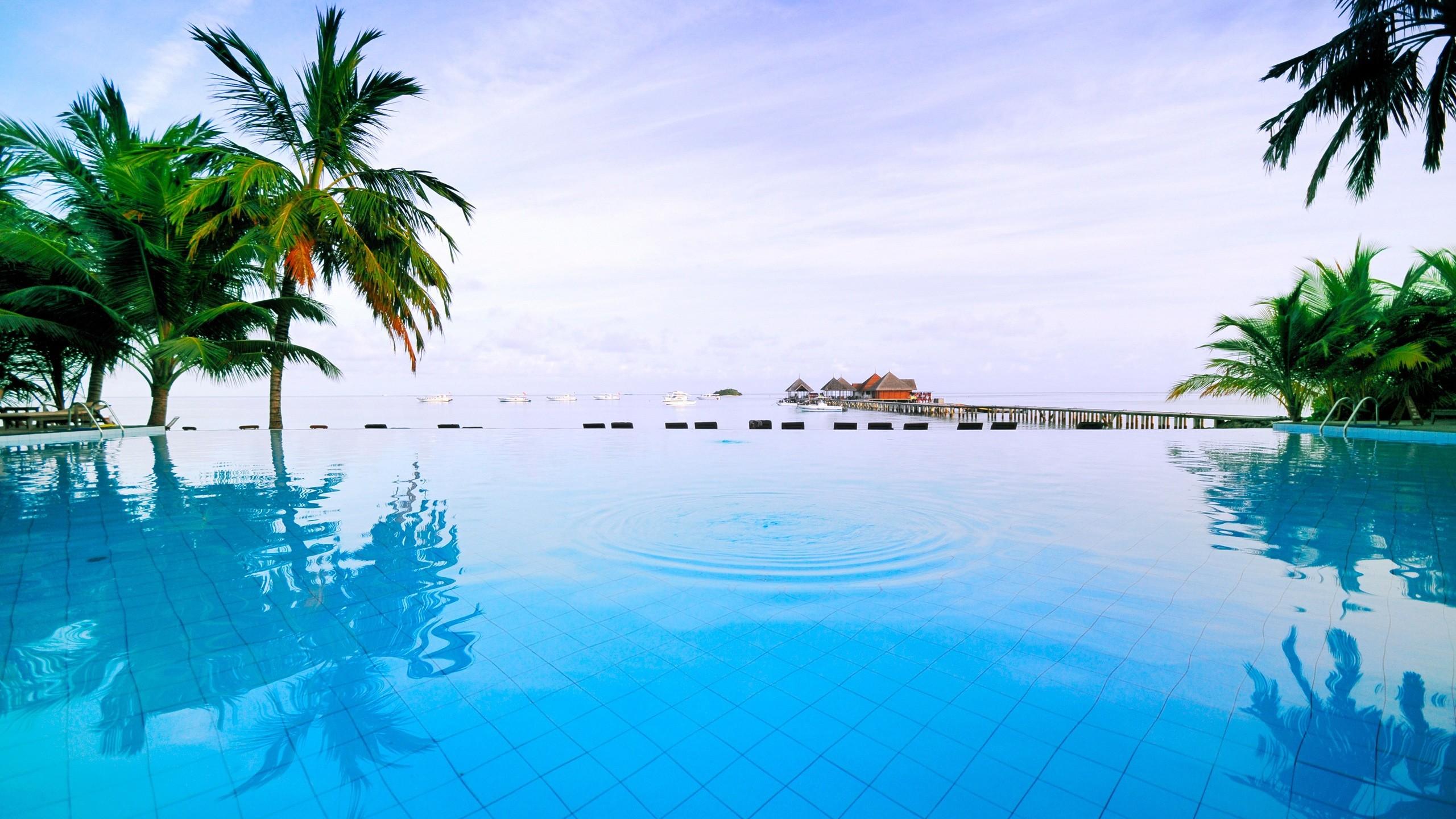 2650 X 1440 Wallpaper - Pool And Palm Trees - HD Wallpaper 