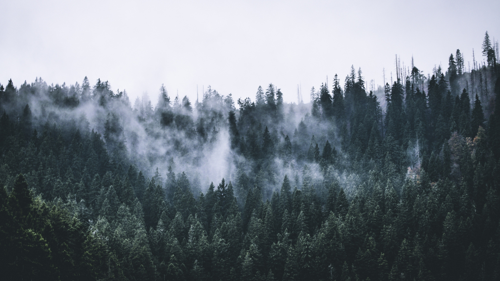 Green, Forest, Fog, Nature, Trees, Dawn, Wallpaper - Iphone Wallpaper Forest Fog - HD Wallpaper 