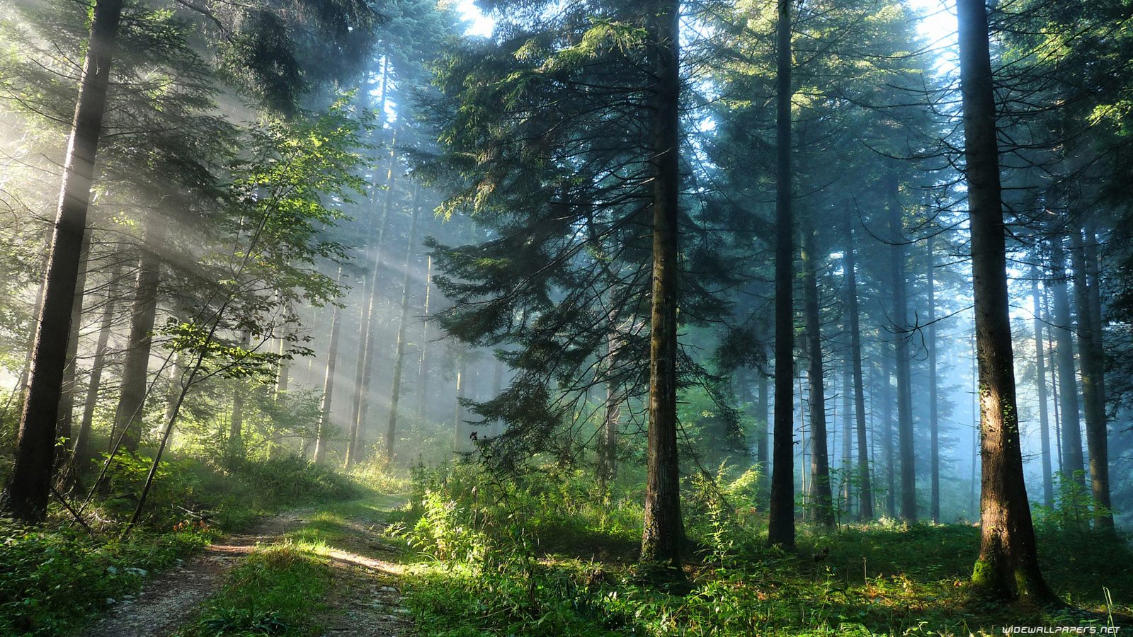 Beautiful Thick Forest - HD Wallpaper 
