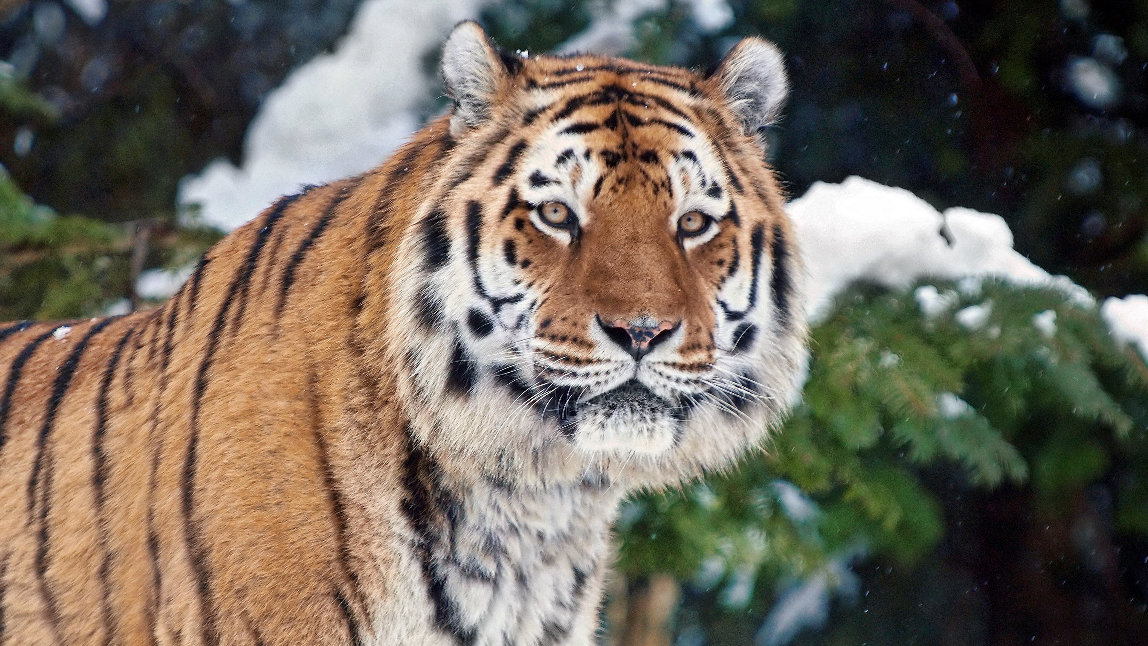 Dartmoor Zoological Park - HD Wallpaper 