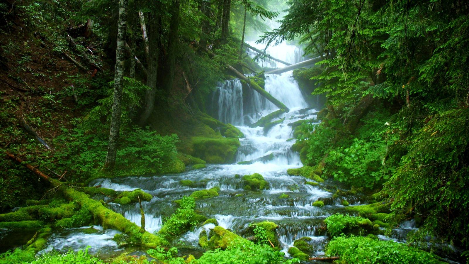 Beautiful Forest Nature Background - HD Wallpaper 