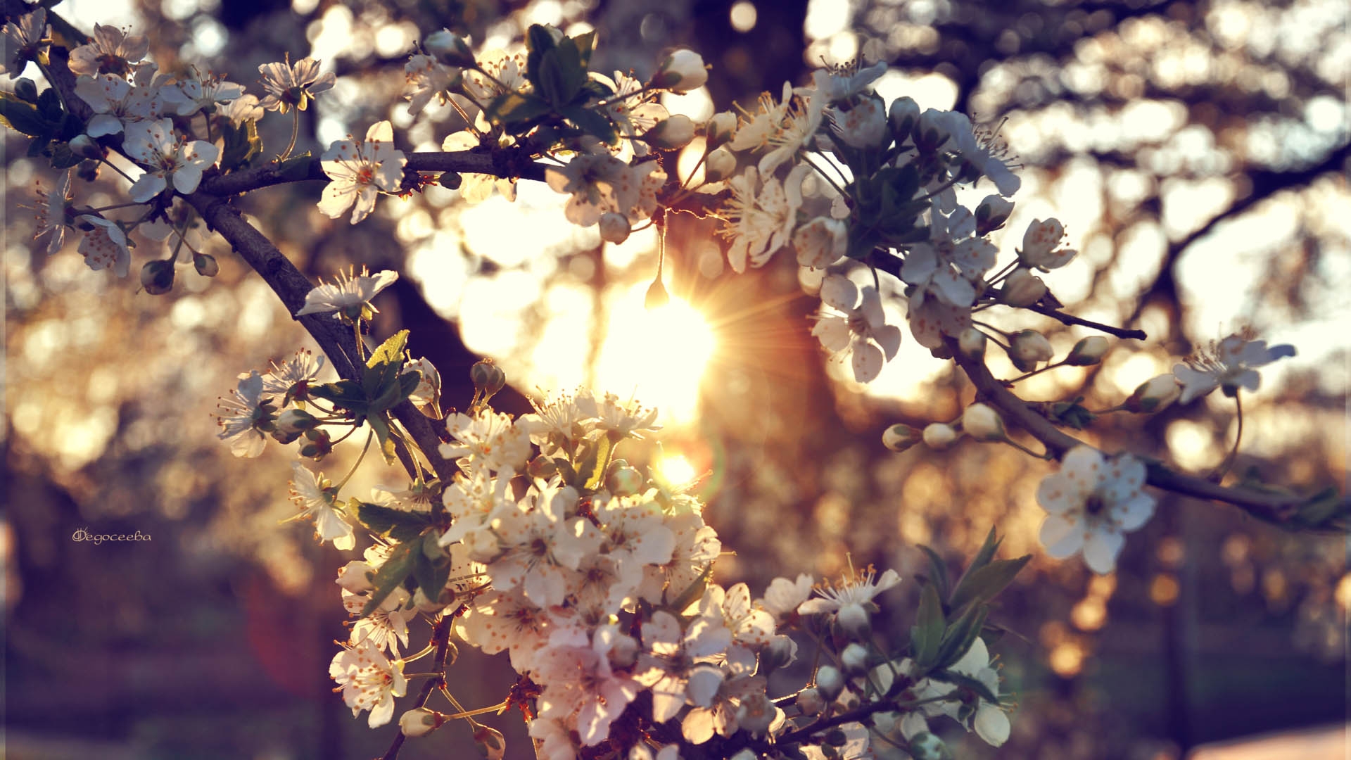 Download Free Red Rose Wallpapers - Spring Backgrounds For Laptop - 1920x1080 Wallpaper Download Free Red Rose Wallpapers - Spring Backgrounds For Laptop - 1920x1080 Wallpaper