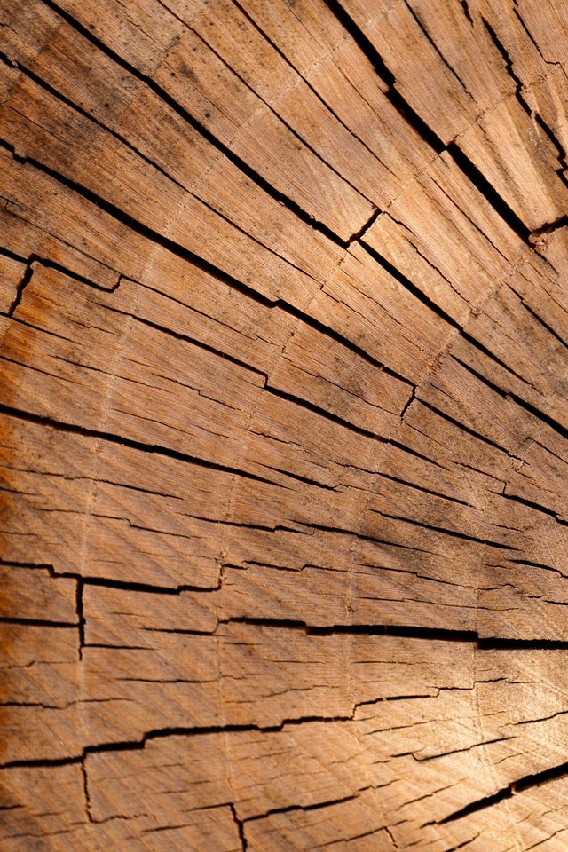 Cross-section Of Stump - Tree Stump Aesthetic - HD Wallpaper 