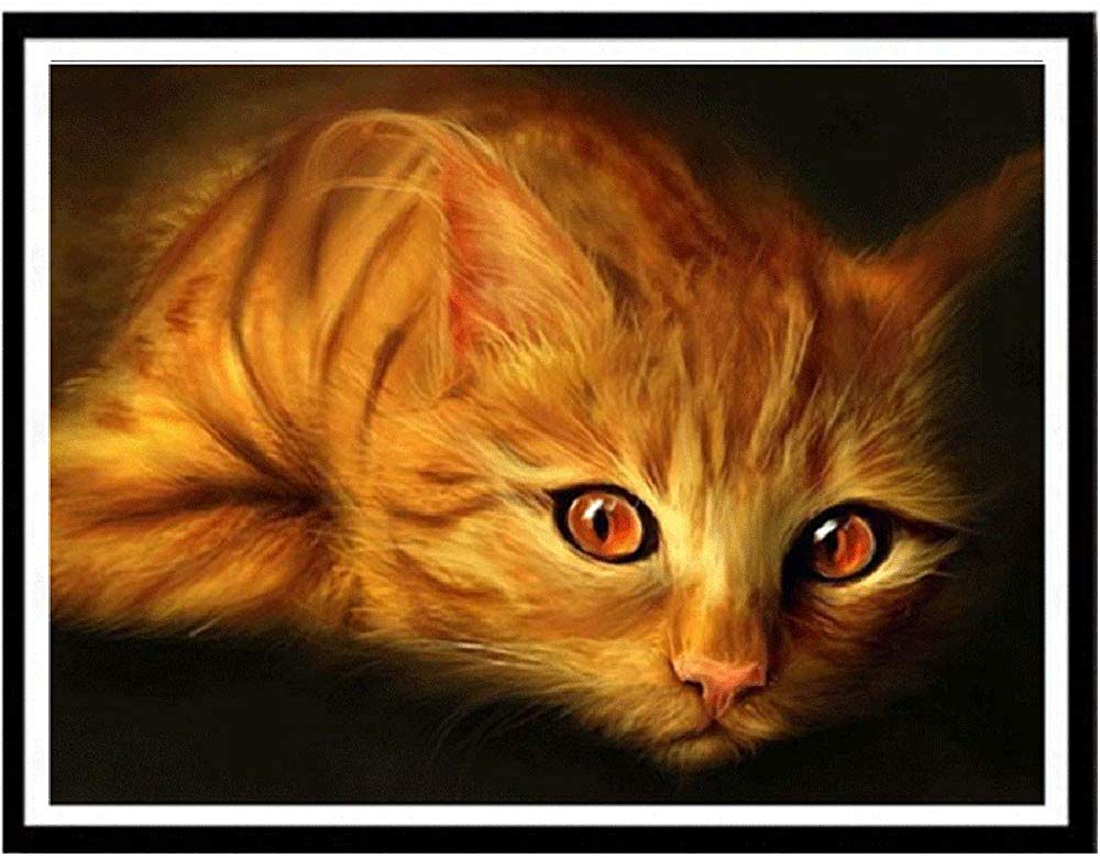 Cat With Dark Orange Eyes - HD Wallpaper 