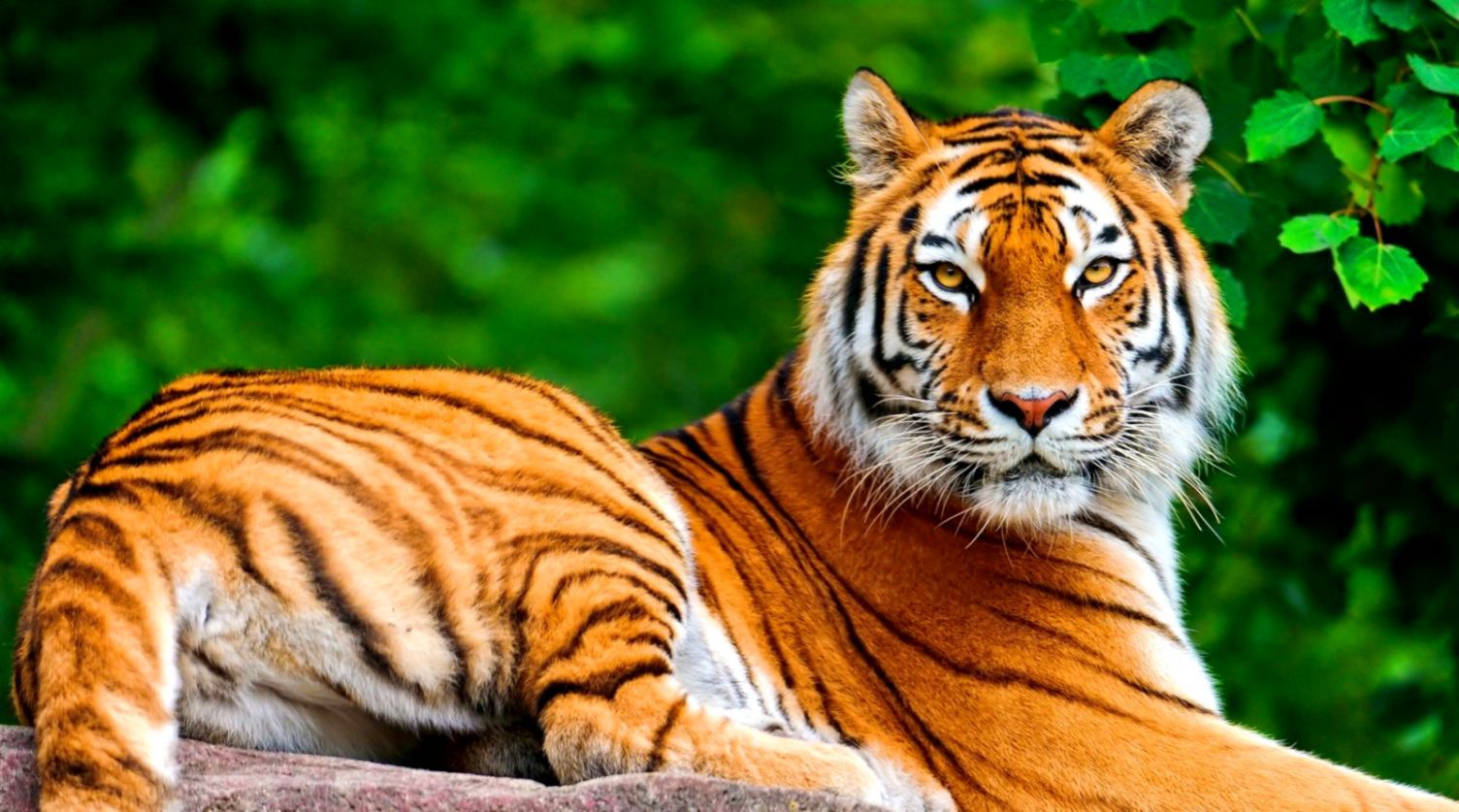 Tiger Wallpaper - Best Animal Wallpaper Hd - HD Wallpaper 