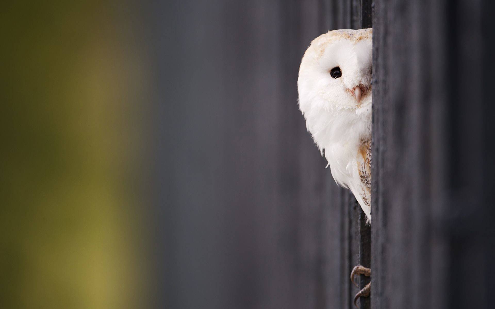 Owl Wallpaper Hd - HD Wallpaper 