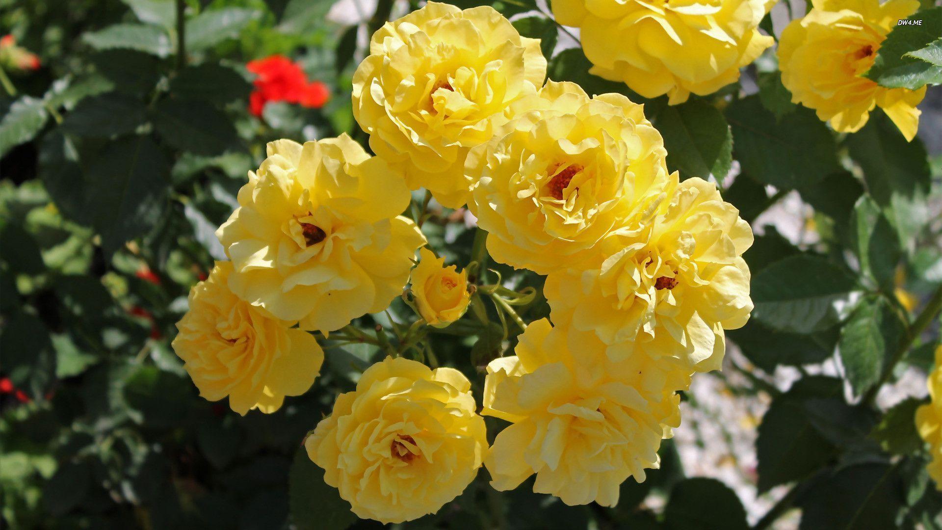 Yellow Rose Flowers Wallpapers Hd 1080p 12 Hd Wallpapers - Beautiful Flowers Images Hd 1080p - HD Wallpaper 