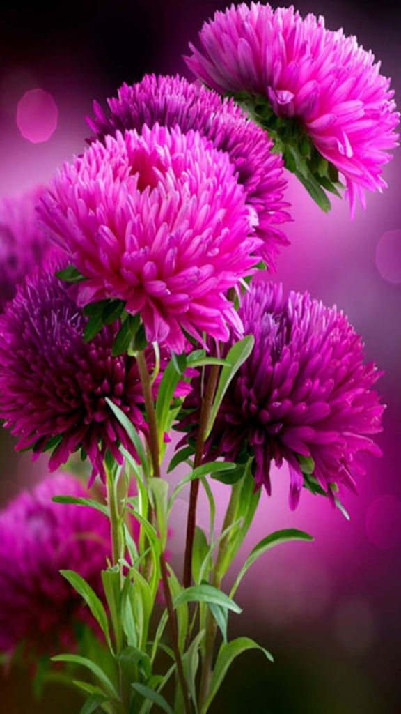 Hd Wallpapers For Mobile Flowers - 576x1024 Wallpaper 