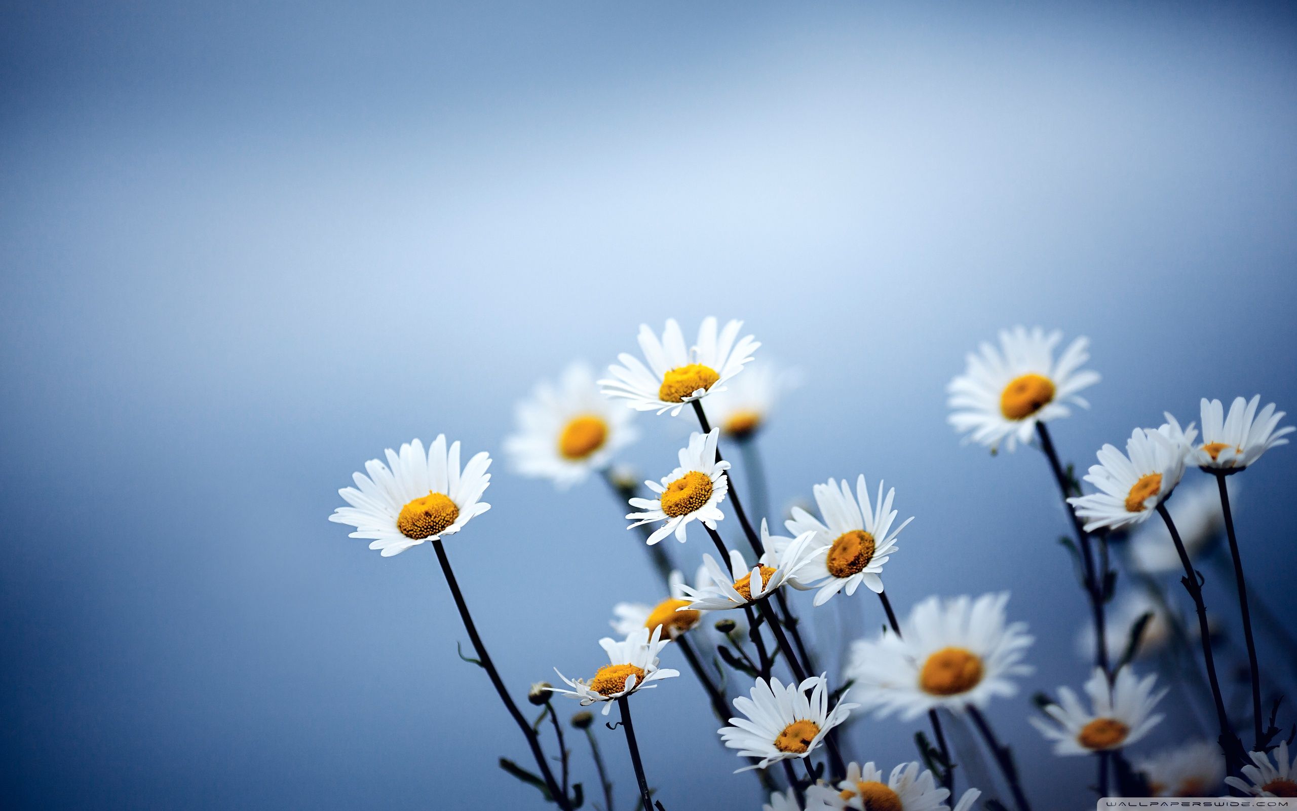 White Daisies Flowers ❤ 4k Hd Desktop Wallpaper For - Flower Desktop Background - HD Wallpaper 