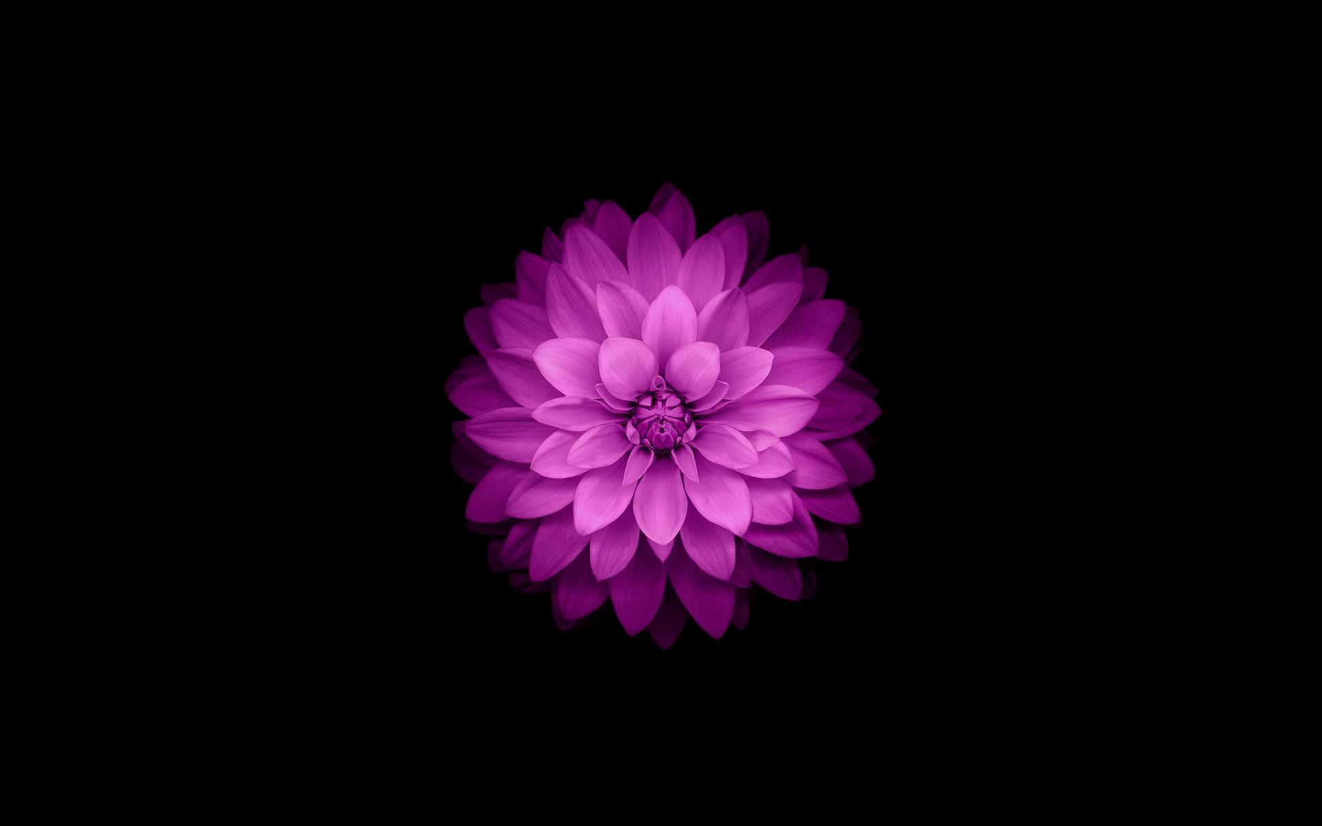 Supported Resolutions - Pink Lotus Wallpaper For Iphone - HD Wallpaper 