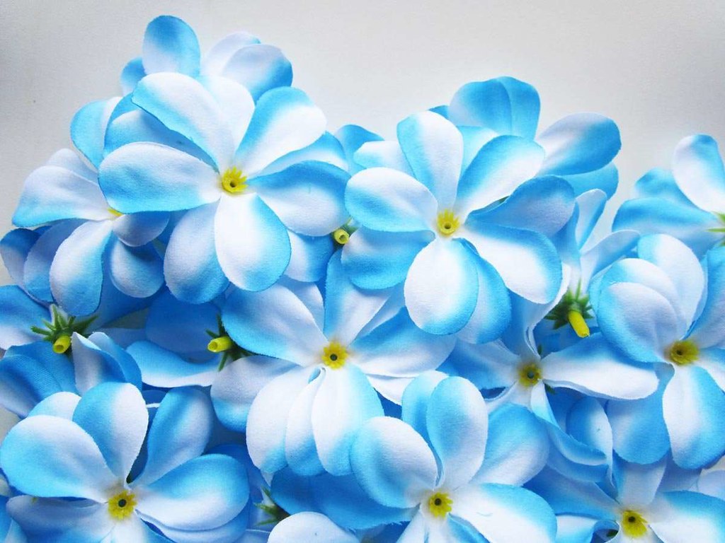 Light Blue And White Flower - HD Wallpaper 