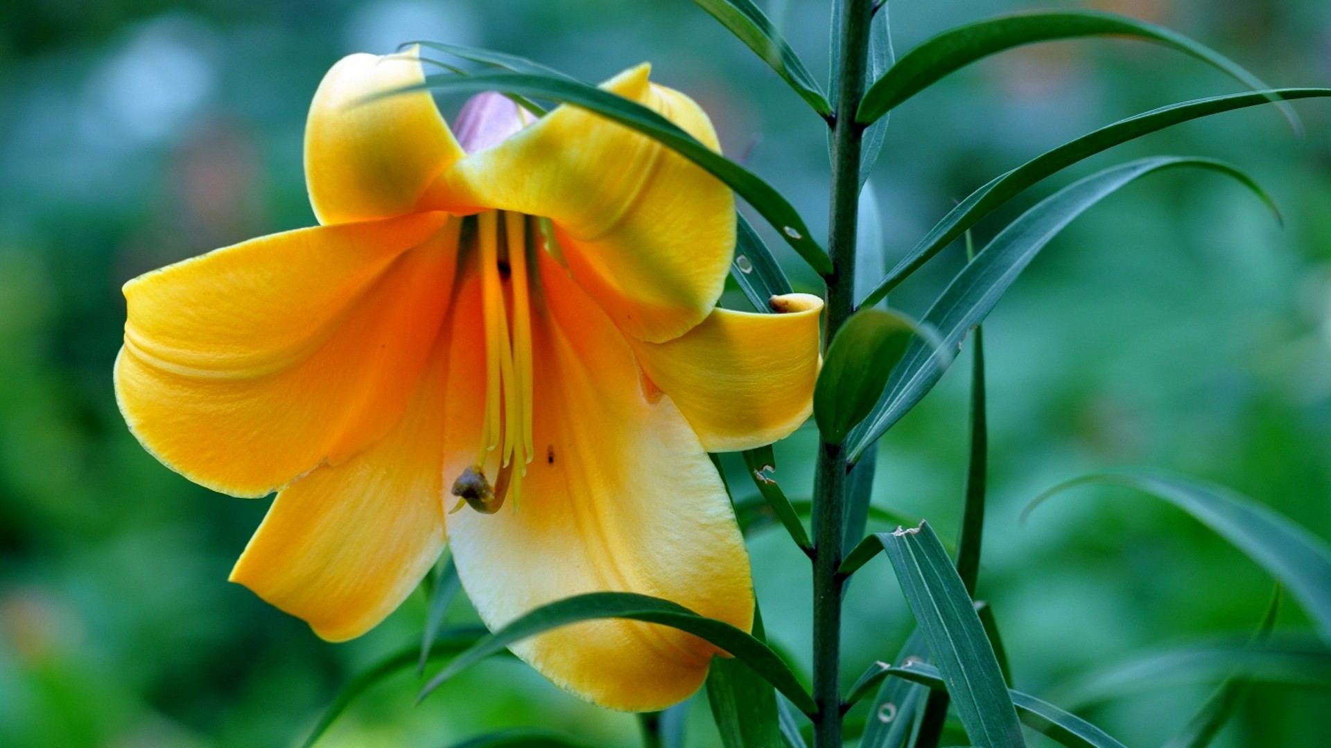 Flower Wallpaper Hd-9 - Lily Flower Wallpaper Hd - HD Wallpaper 