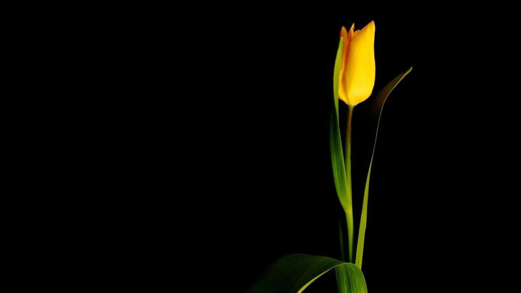 Single Flower Wallpaper Hd - HD Wallpaper 
