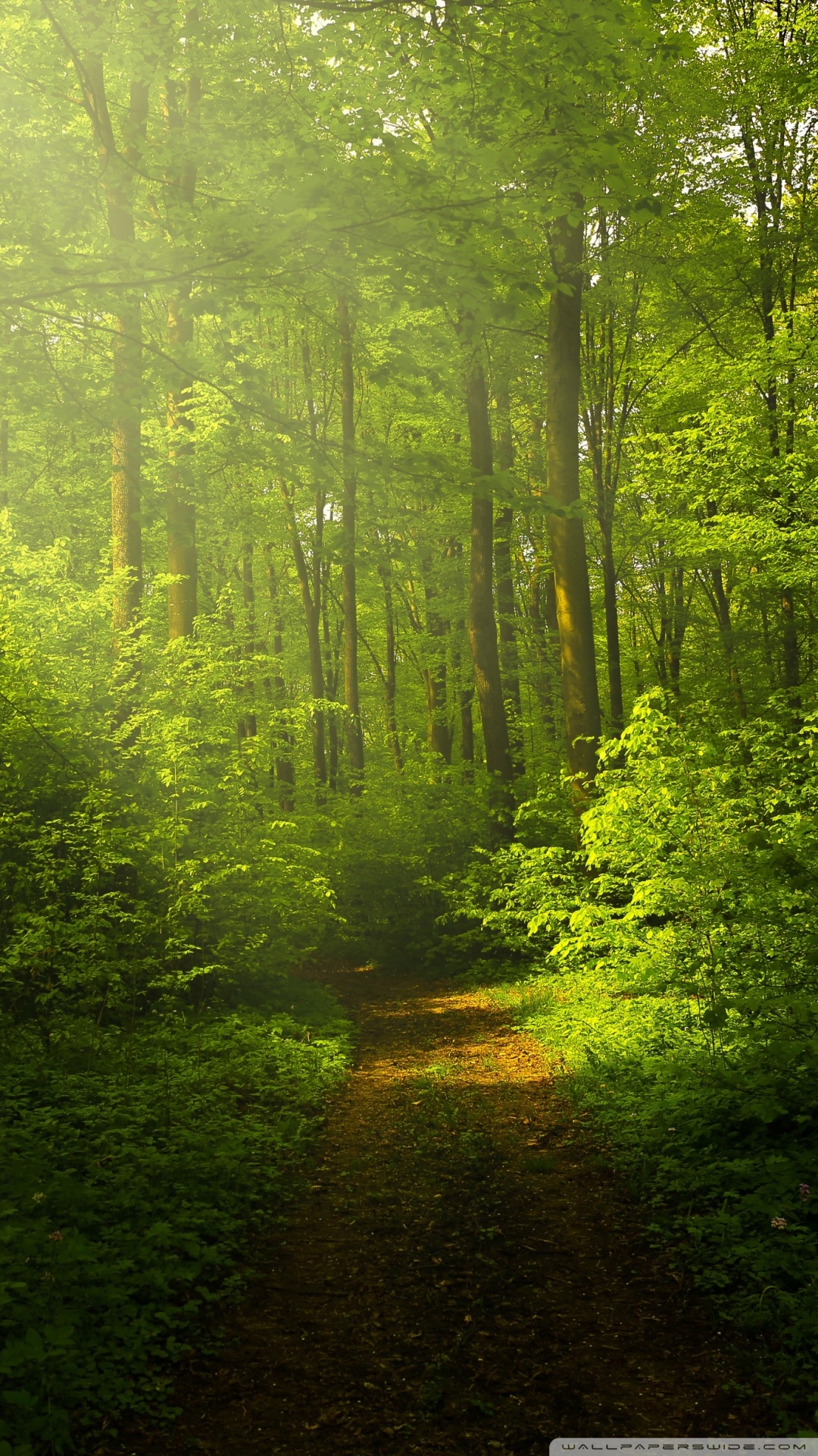 Forest Phone Wallpaper 4k - HD Wallpaper 
