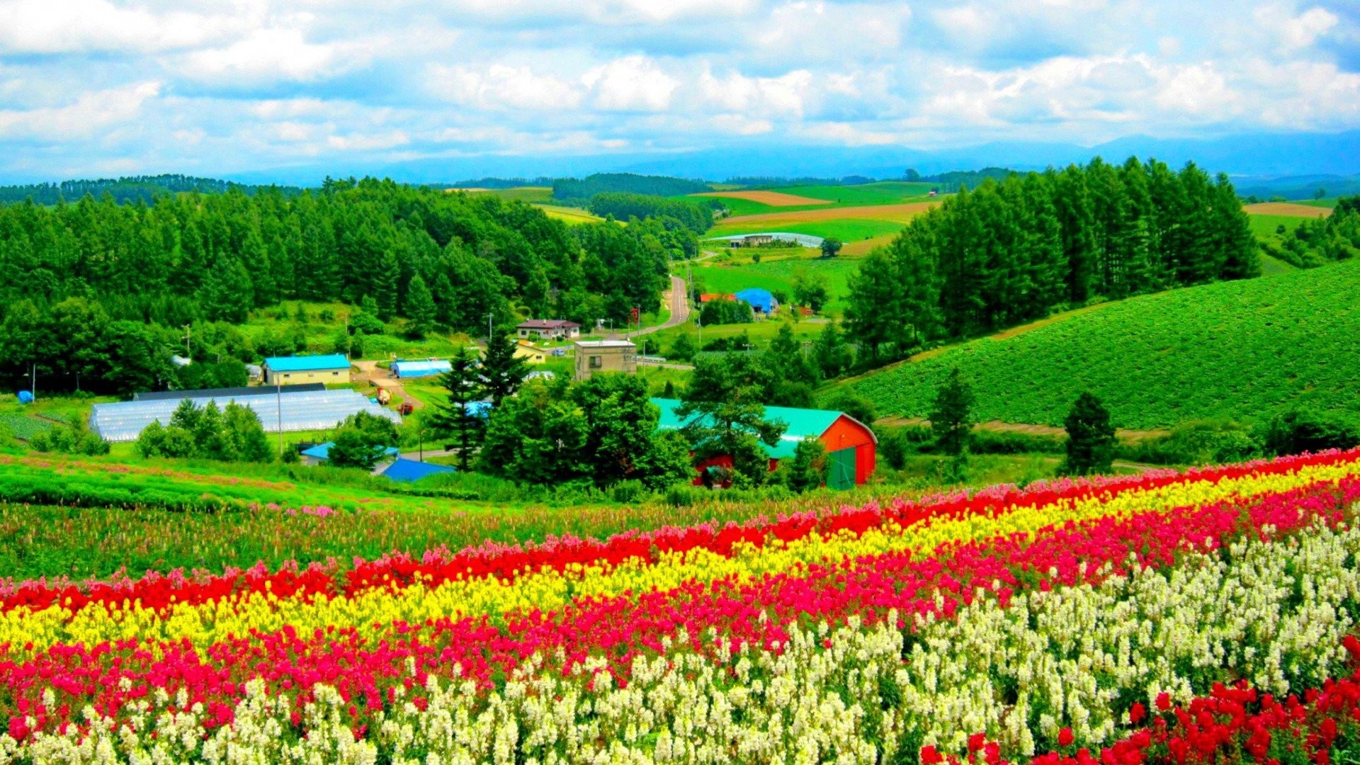 Colorful Blooming Flowers Nature Hd Images Free Download - Beautiful Wallpaper 2018 Nature - HD Wallpaper 