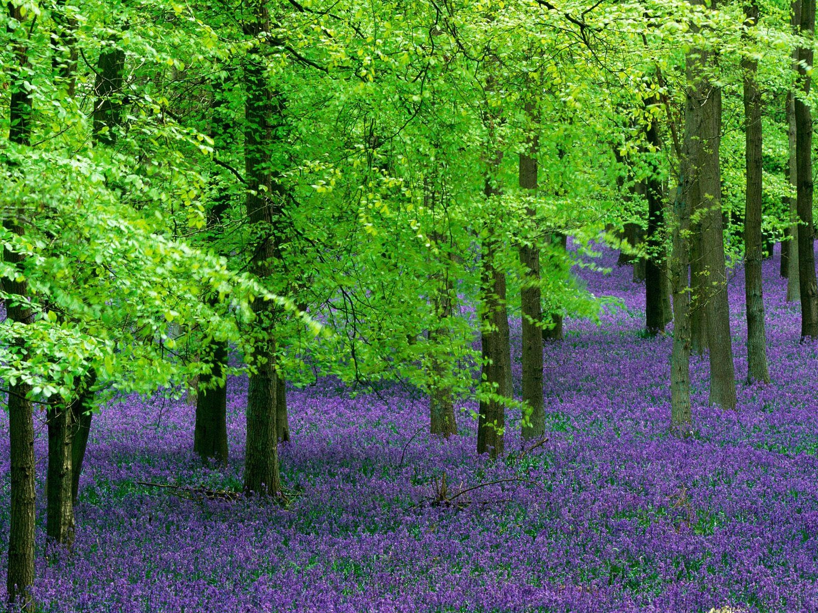 Wonderful Beautiful Nature Wallpaper - Purple Flowers And Trees - HD Wallpaper 