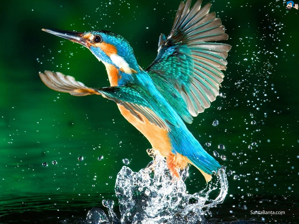 Birds - Bird Flying In Water - HD Wallpaper 