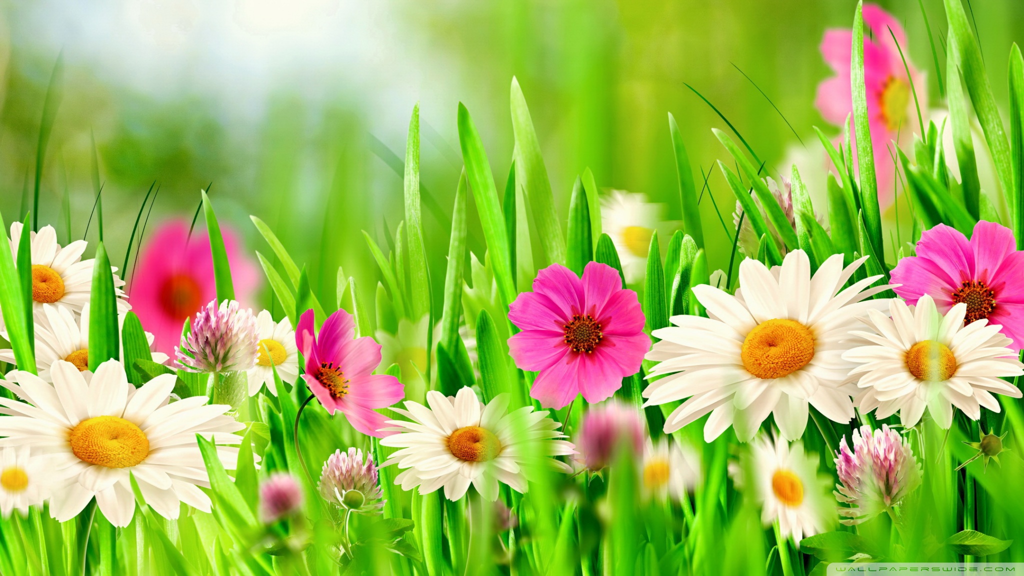 Easter Wallpaper - Flower Wallpaper Full Hd - HD Wallpaper 