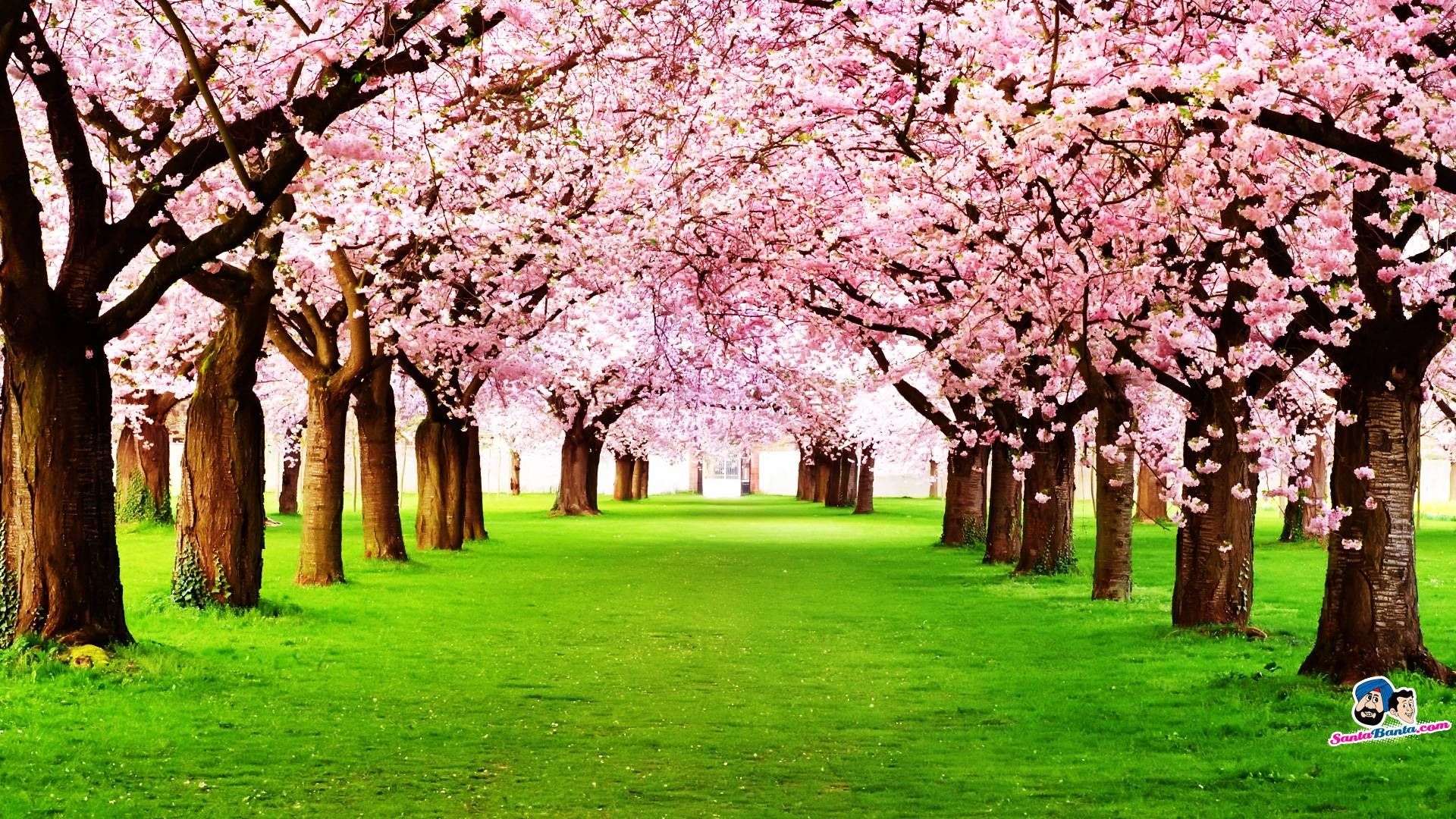 Cherry Blossom Wallpaper Background - HD Wallpaper 