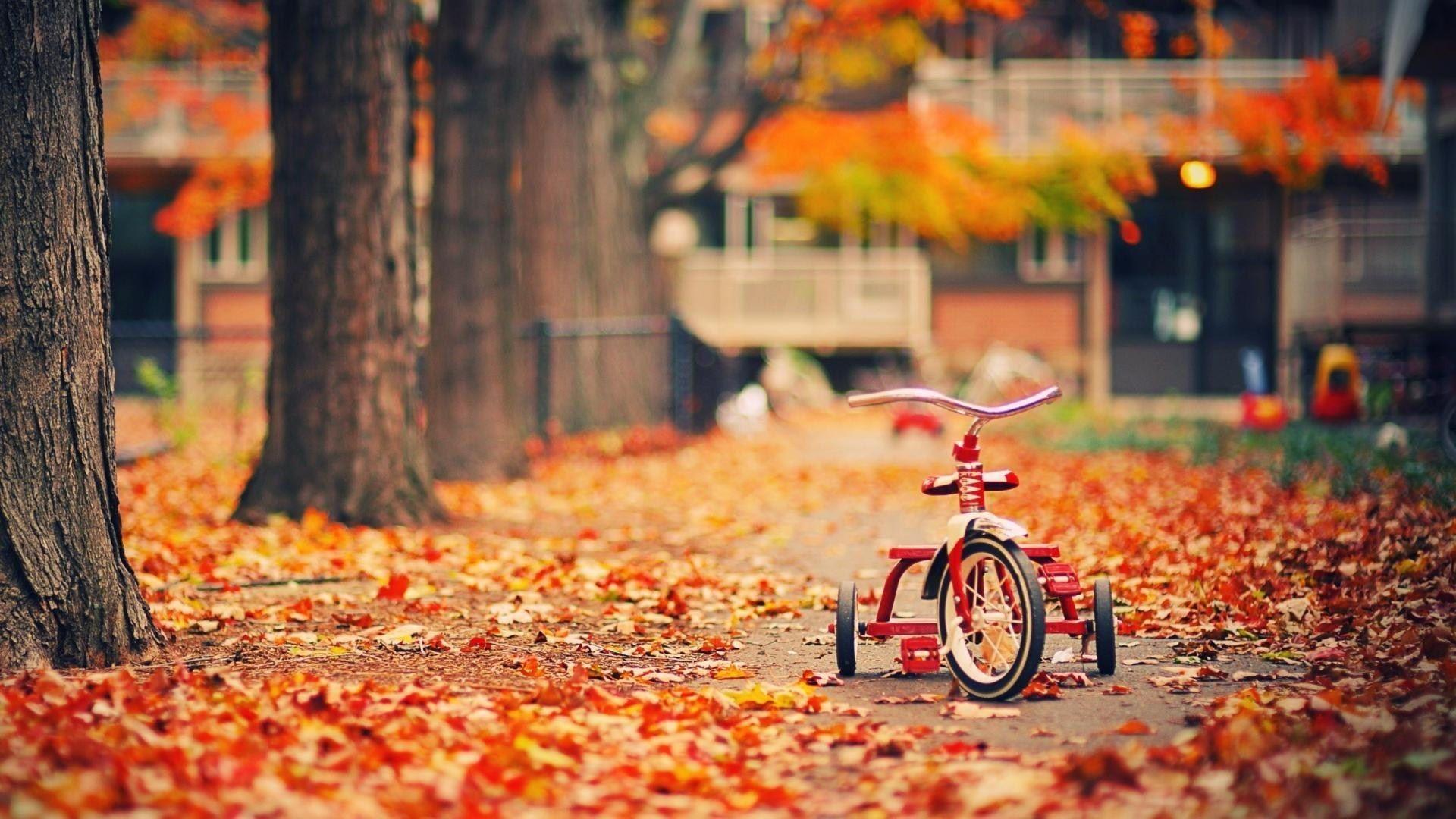 Autumn Wallpaper 2017 - Autumn Tricycle - HD Wallpaper 