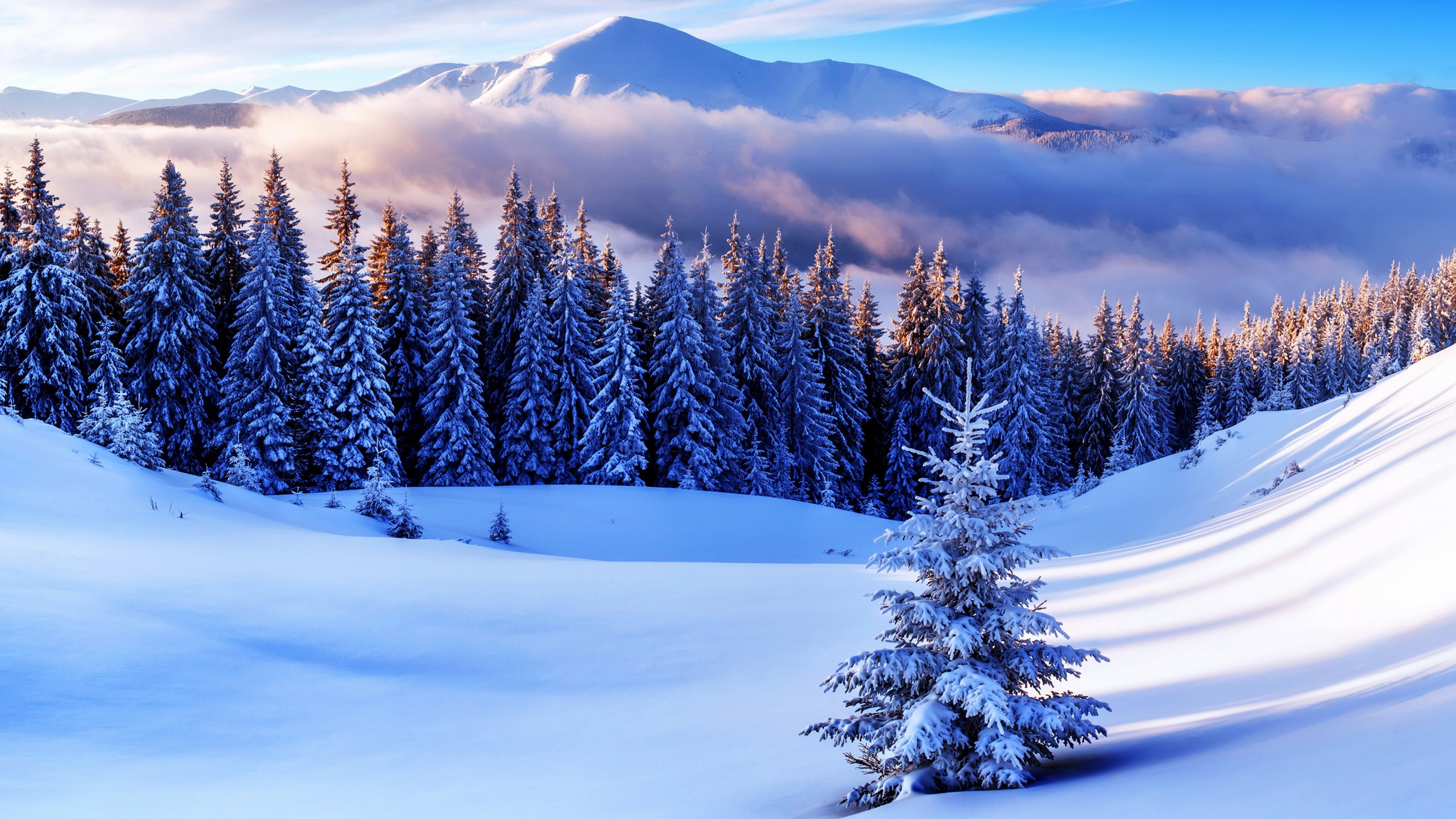 Wallpaper Pine Trees, Forest, Winter, Mountains, 4k, - Winter 4k - HD Wallpaper 