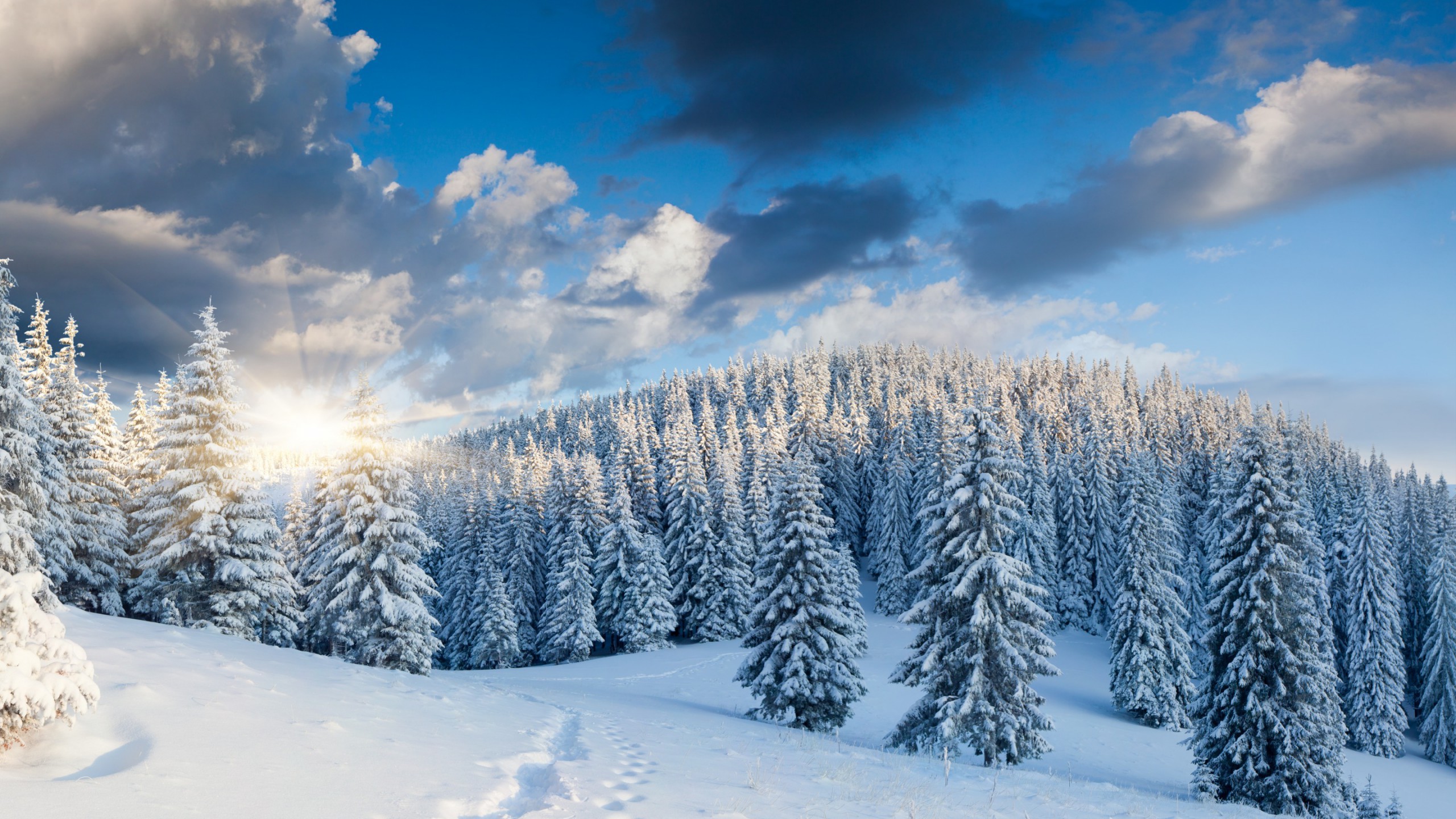 76 Winter Wallpapers And Backgrounds Winter Forest - Winter Forest Background Hd - HD Wallpaper 