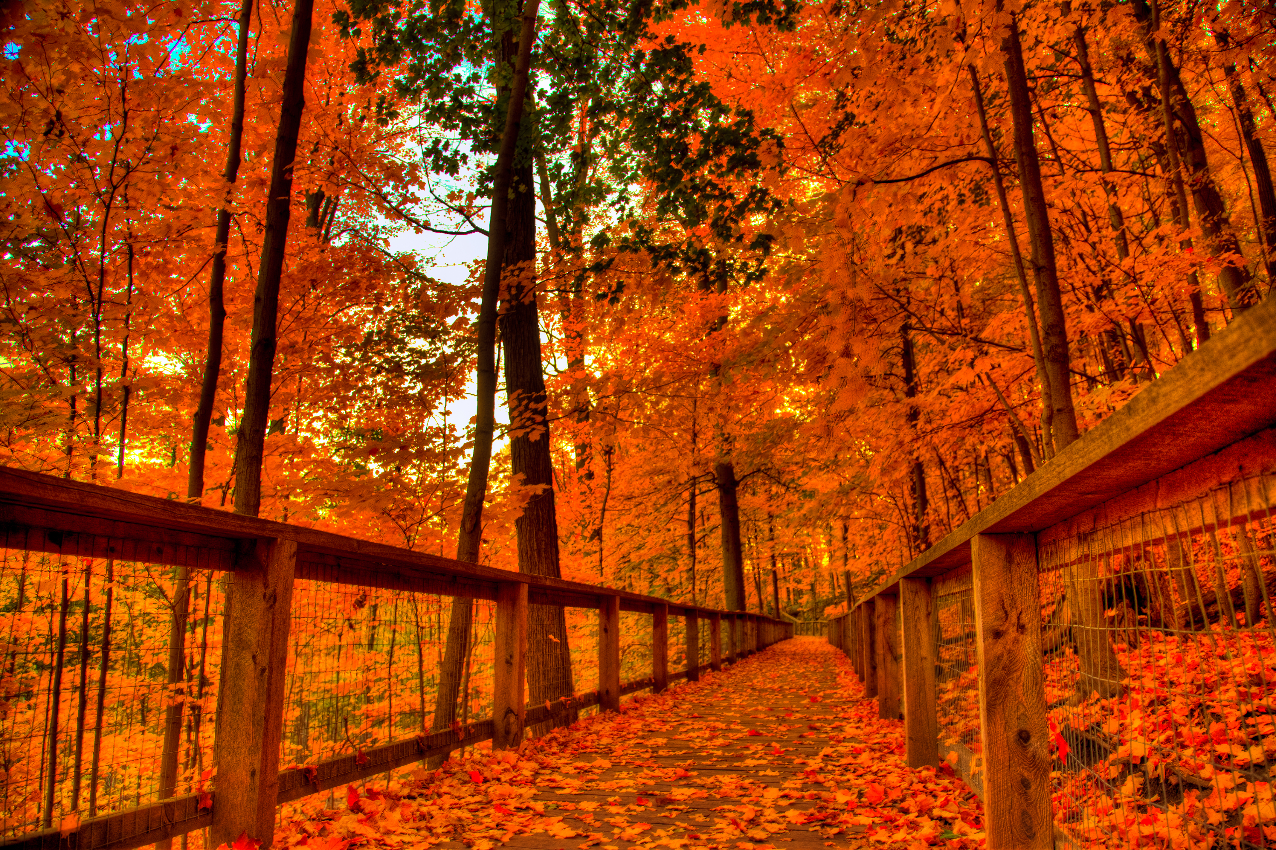 Hd Fall - HD Wallpaper 