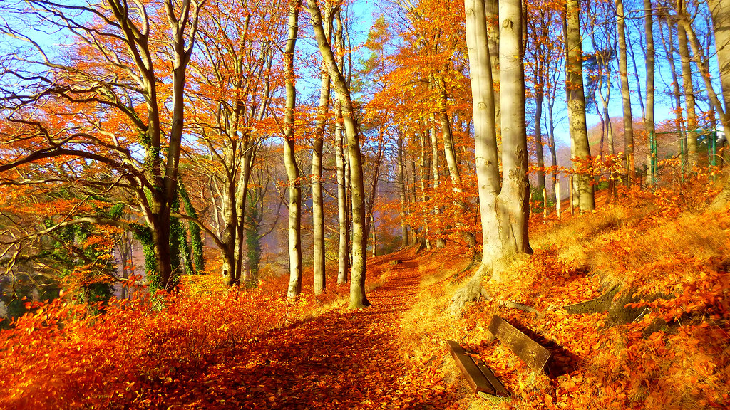 Autumn - HD Wallpaper 