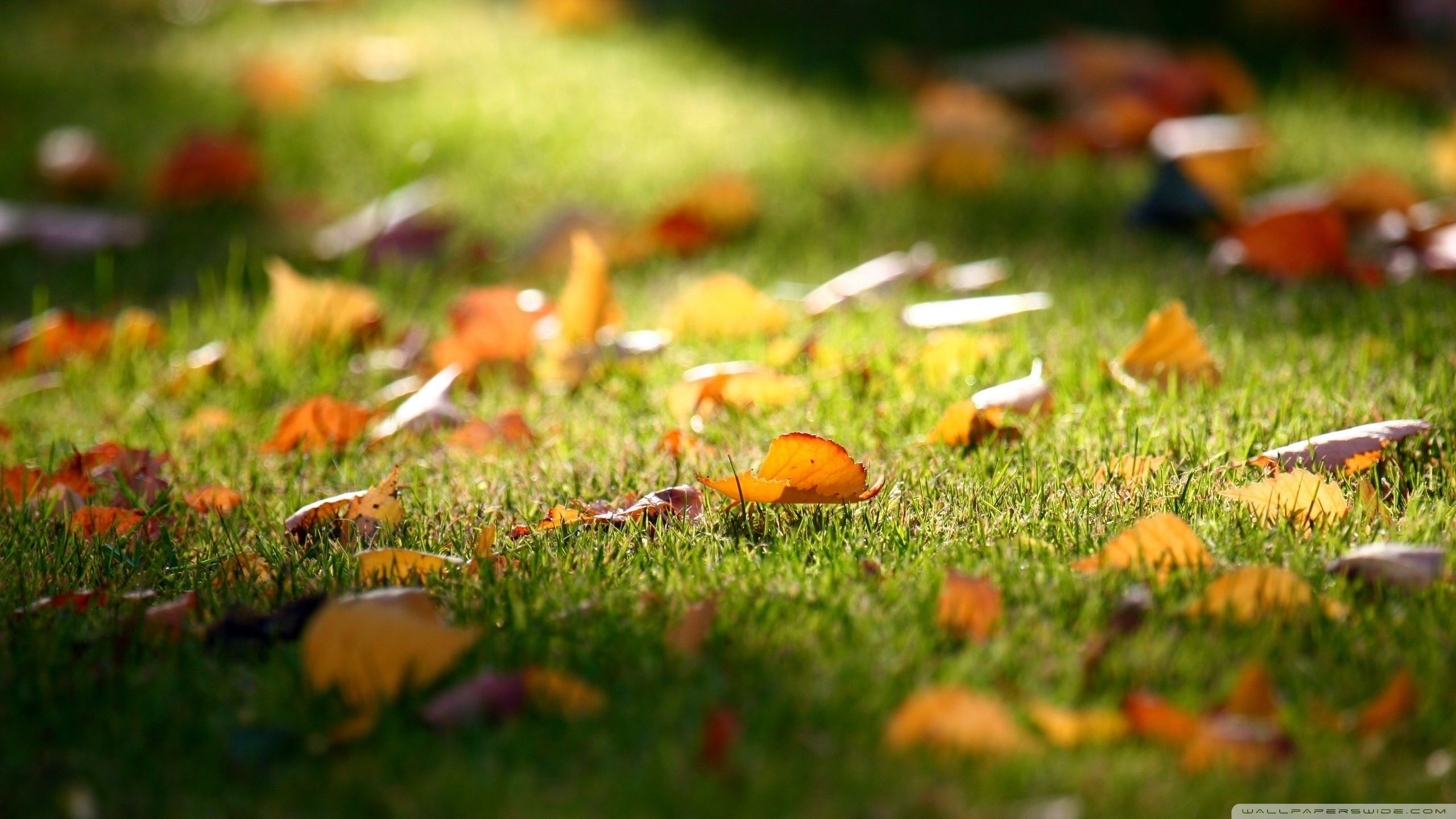 Early Fall ❤ 4k Hd Desktop Wallpaper For 4k Ultra Hd - Early Autumn Wallpaper Hd - HD Wallpaper 